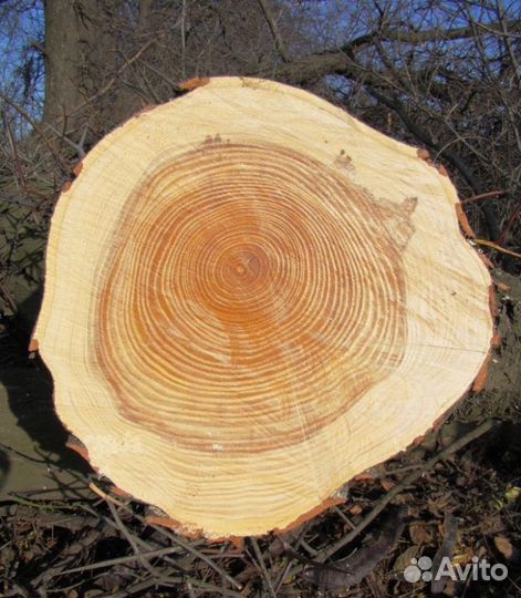 Саженцы гледичия, живая изгородь, медонос, забор