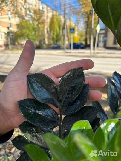 Замиокулькас super нова чёрный