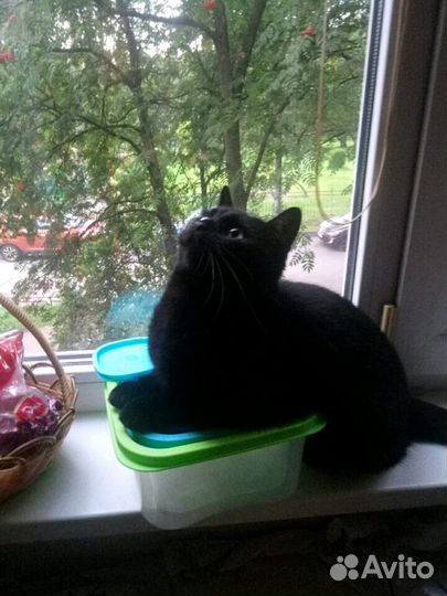 Передержка котов кошек