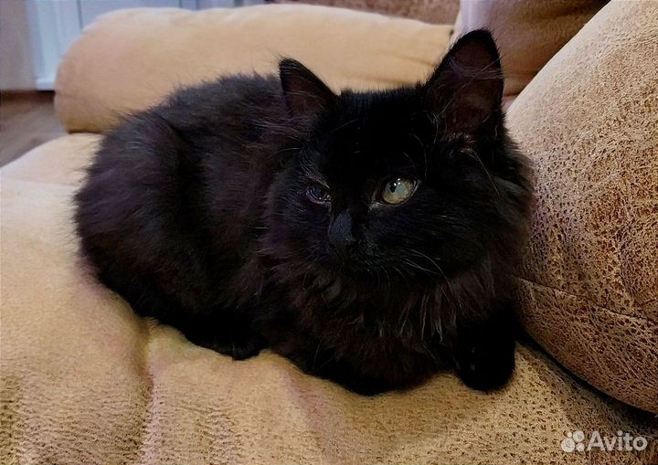 Пушистое чудо