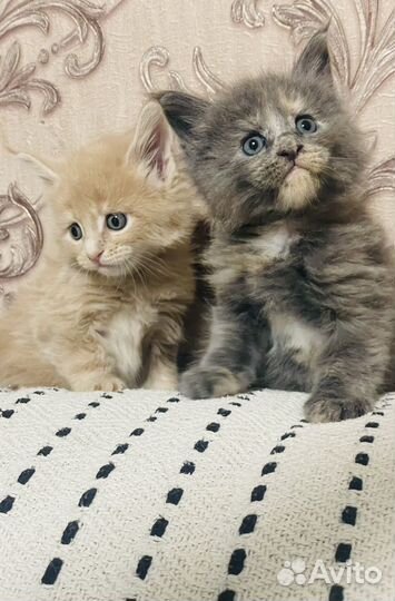 Котята мейн-кун