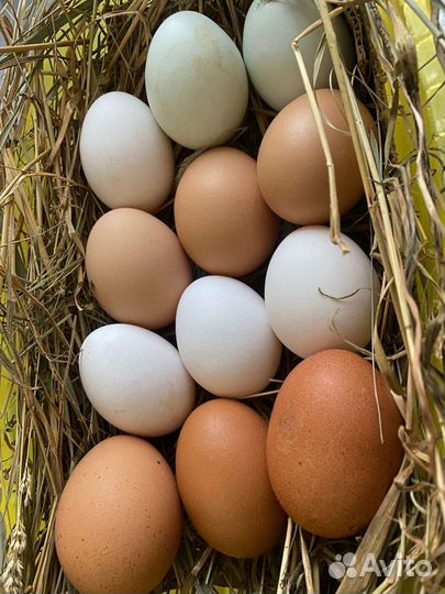 Инкубационное яйцо куриное Легорн и Чёрная Москов