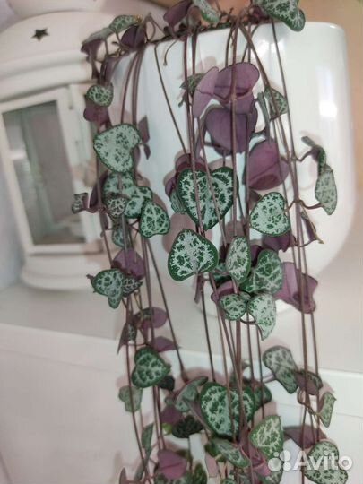 Церопегия Woodii