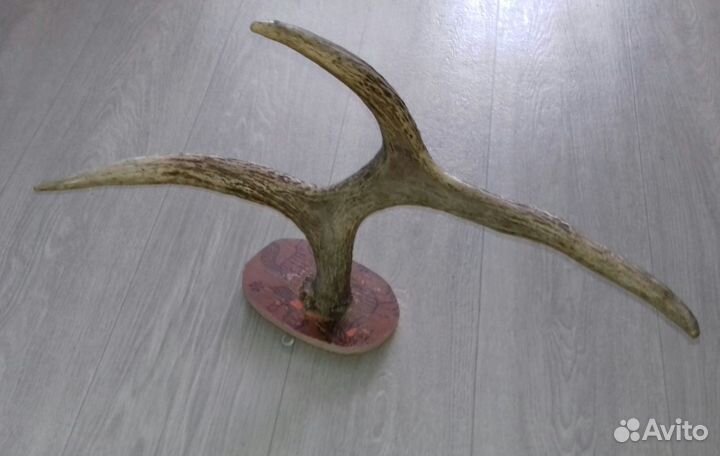 Оленьи рога