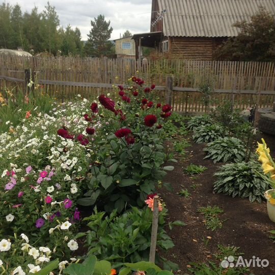 Клубни георгин