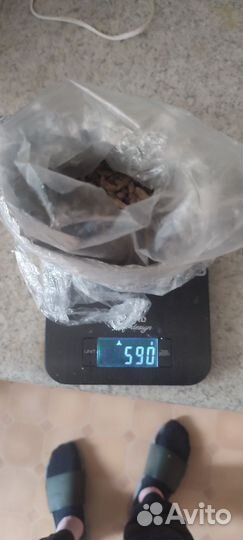 Сверчки кормовые