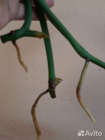 Сингониум макрофиллум