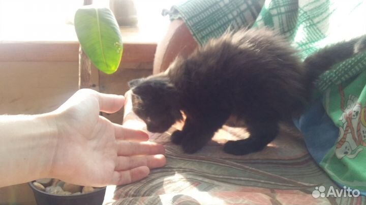 Кошечка в добрые руки