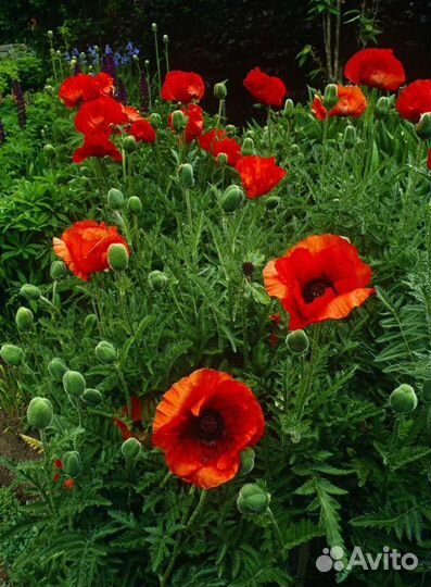 Многолетники