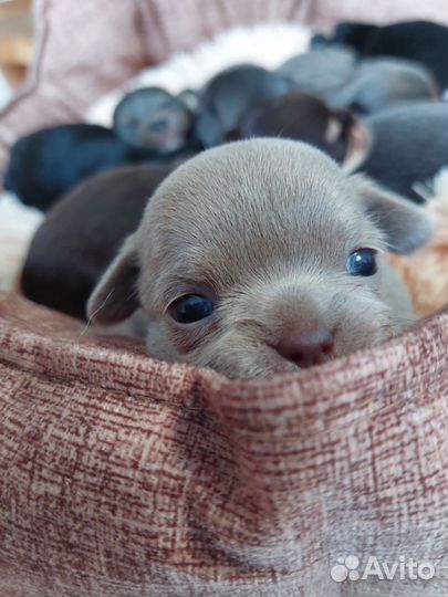 Щенки чихуахуа