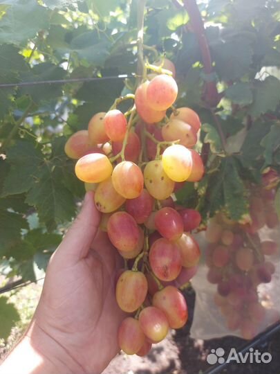 Саженцы и черенки винограда