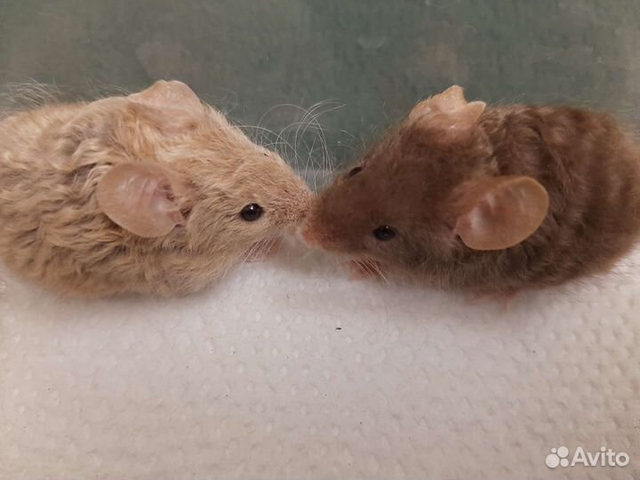 Кудрявые мышки
