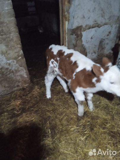 Телочки 10 дней