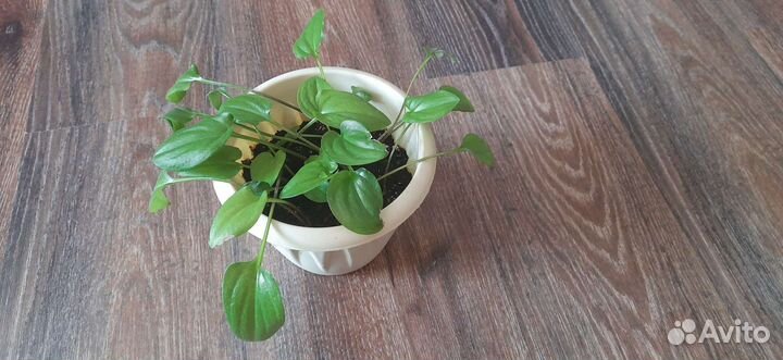 Дримиопсис