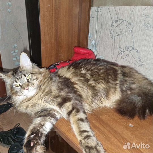 Коты мейн-кун