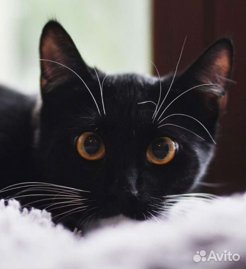 Просто Маркиза