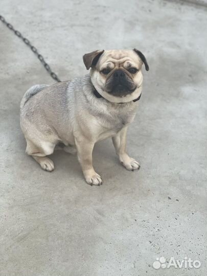 Мопс вязка мальчик