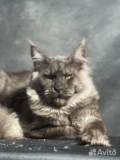 Мейн-кун черный дым котенок