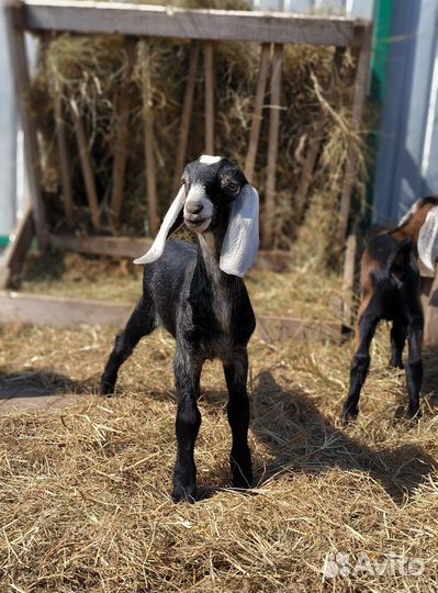 Англо нубийский козлик