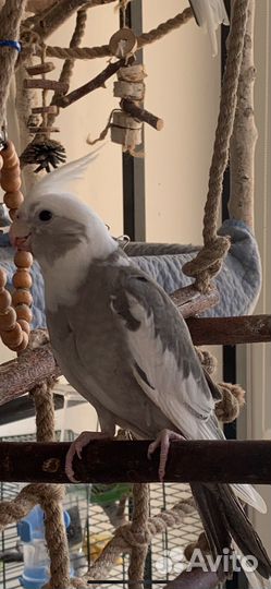 Попугай корелла птенец