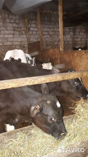 Бычки и быки