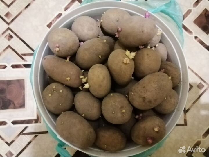 Продам картофель домашний