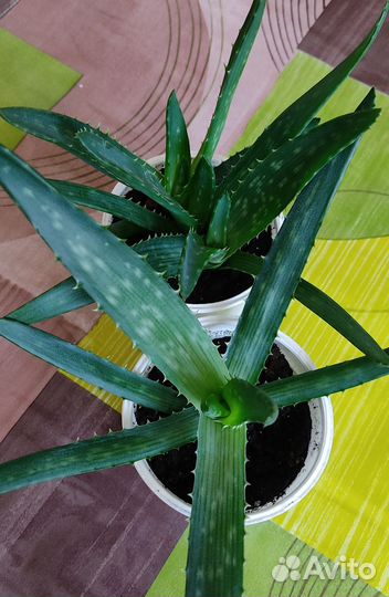 Комнатные растения