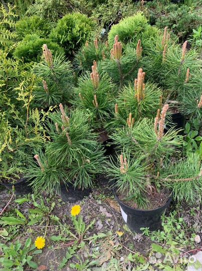 Туя Смарагд ель можевельник