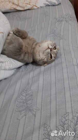 Британская кошка