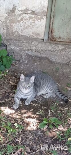 Кот в добрые руки