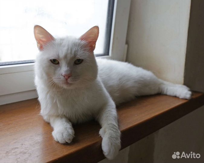 Кот Добрыня в добрый дом