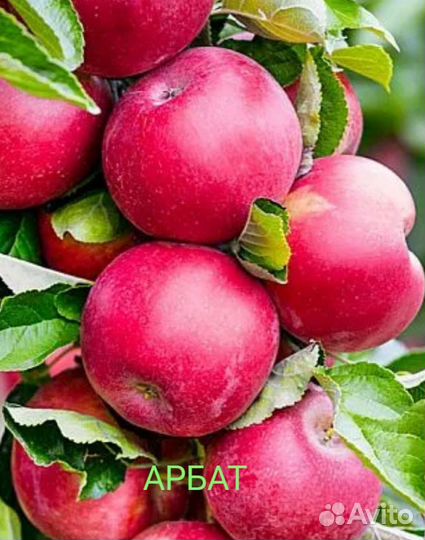 Яблони абрикос персик