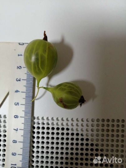 Саженцы вишни, барбариса