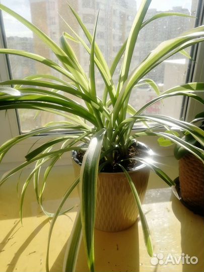 Цветы домашние в ассортименте