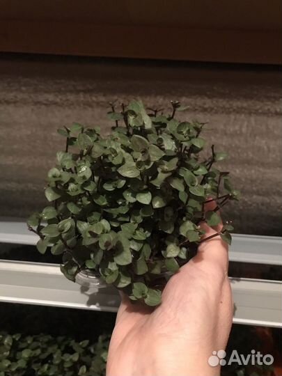 Коллизия, дихондра