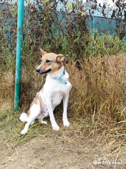 Собаки ищут дом