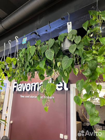 Ампельные растения опт