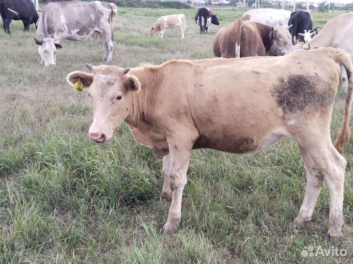 Корова телка