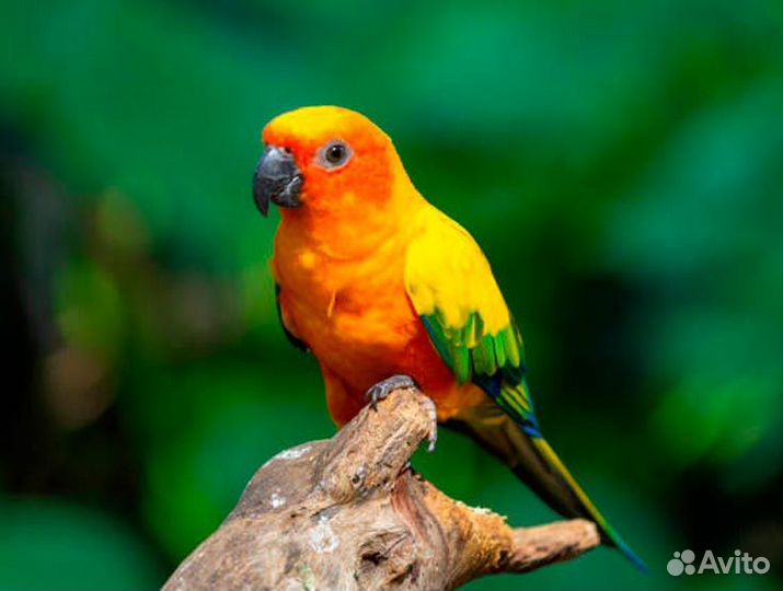 Попугай солнечня Аратинга