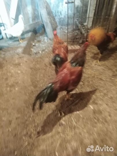 Бойцовые петухи