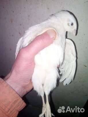 Перепела Техасские