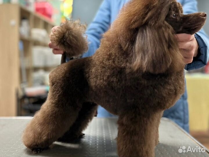 Вязка кобель пудель той