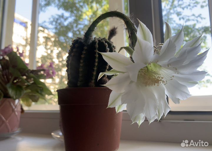 Кактус эхинопсис, суккулент хавортия