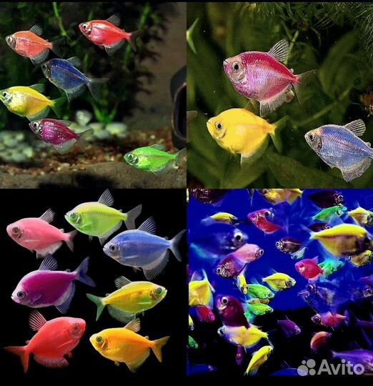 Продаю аквариумную рыбу