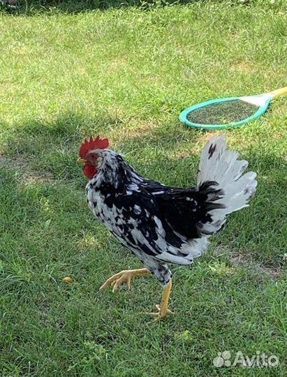 Петух леггорн, адлерский