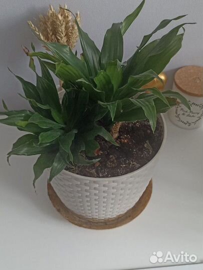 Драцена компакта