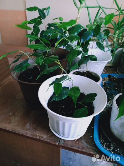 Фикус Бенджамина