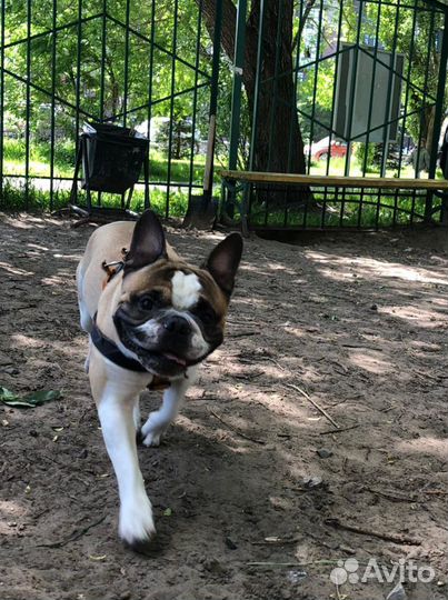 Французский бульдог кобель вязка