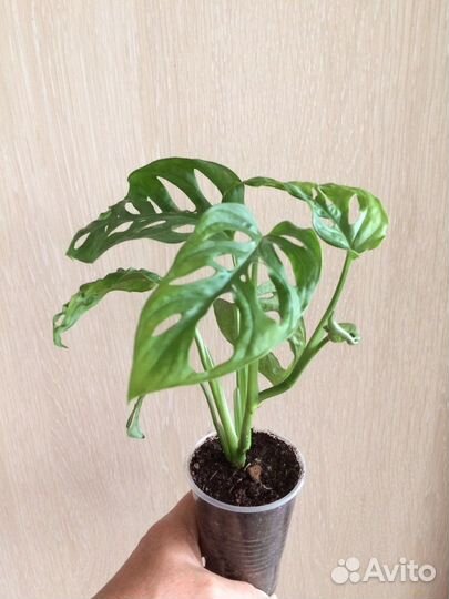 Эпипремнумы,сциндапсусы,монстеры