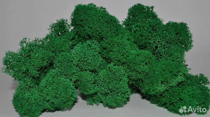 Мох стабилизированный розница и опт